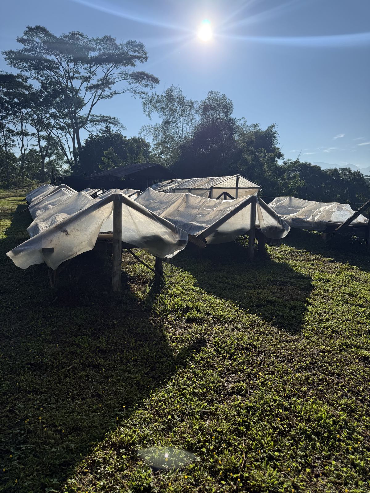 Drying beds covered against the rain