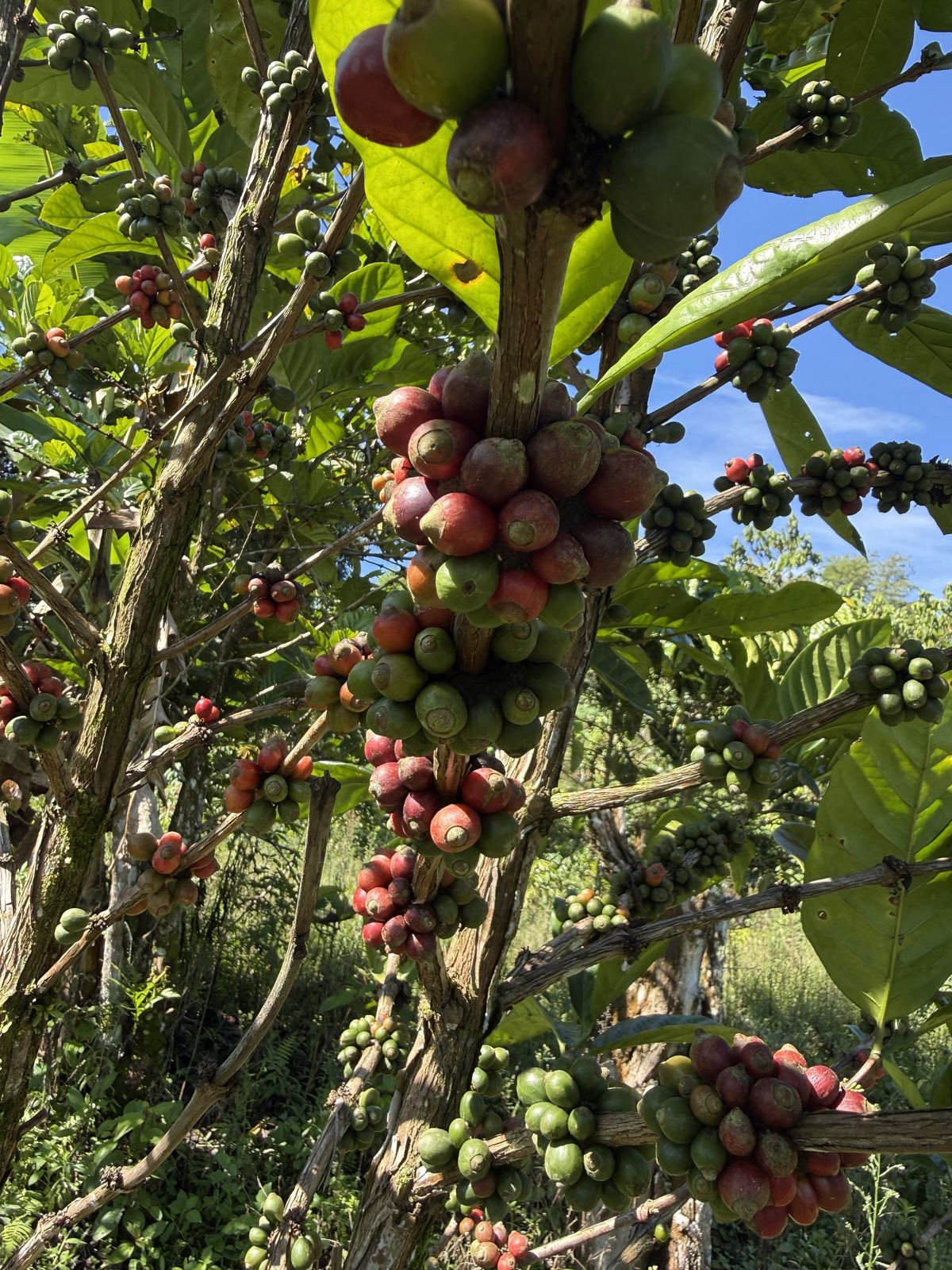 Excelsa cherries ripening on the branch